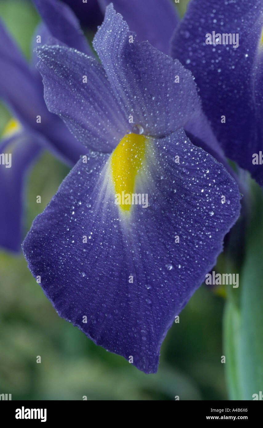 Iris 'Professeur Blaauw' AGM Dutch iris. Banque D'Images