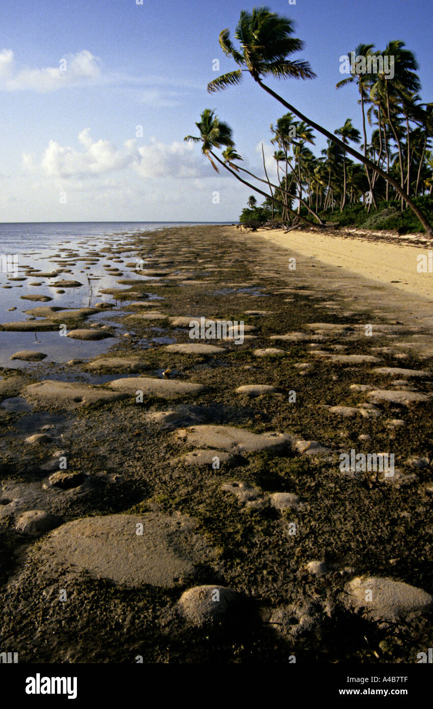Port avec les jeunes la colonisation des mangroves de l'île Andros Bahamas Banque D'Images