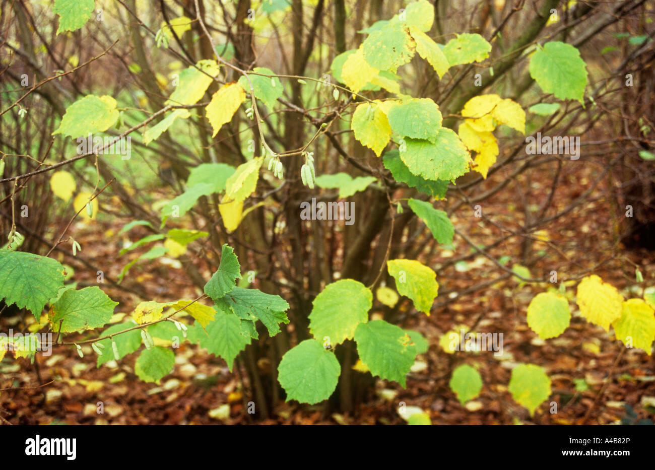 Les taillis ou hazel Corylus avellana arbuste avec des feuilles vertes et jaunes d'automne jeunes chatons et des tapis de feuilles marron Banque D'Images