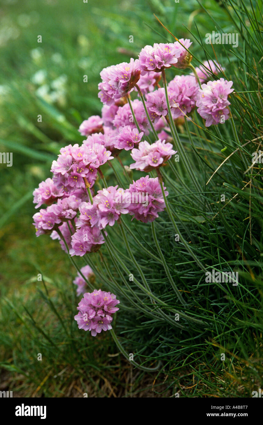 Thrift Armeria maritima rose la mer ou l'île de Skomer Wales UK Banque D'Images