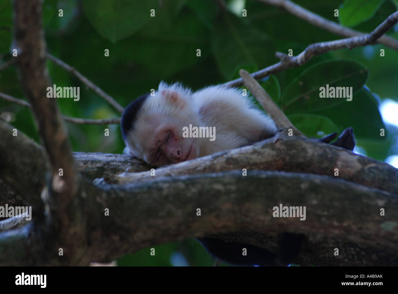 Dormir à gorge blanche singe Capucin, Cebus capucinus, Pacific Coast, parc national Manuel Antonio, Costa Rica Banque D'Images