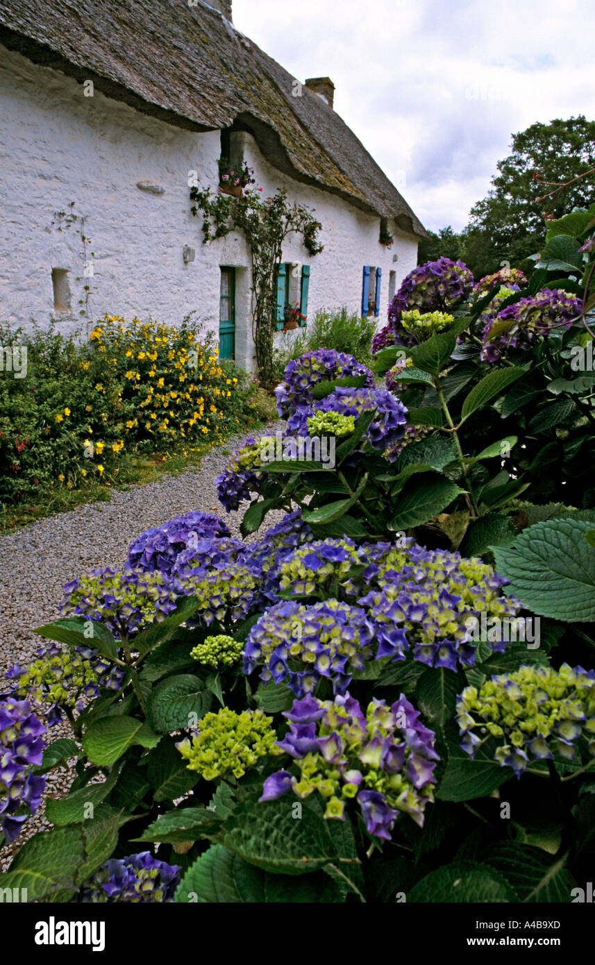 Fleurs d'hortensias et chaumière Kerhinet Bretagne France Banque D'Images