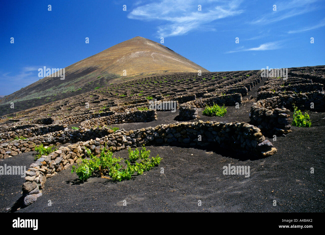 Séparateurs d'eau pour recueillir la rosée pour vignes Lanzarote Iles Canaries Espagne Banque D'Images