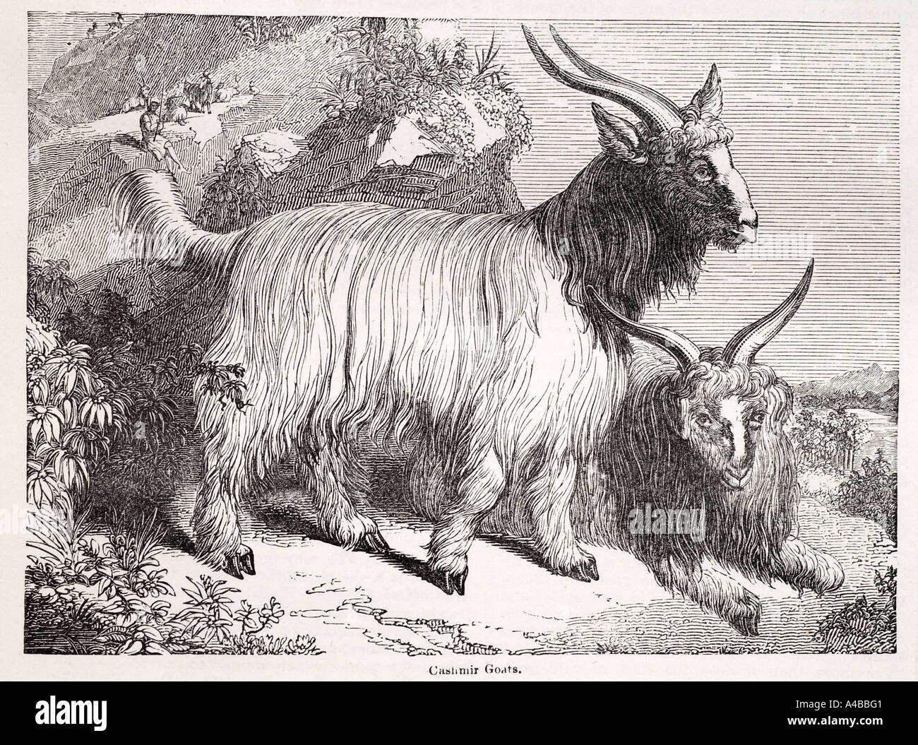 Chèvre de montagne alpine cashmir mammifère herbivore cud mâcher de la laine de fibre de fils d'ongulés ruminants Nature monde naturel broutent zoologie Banque D'Images