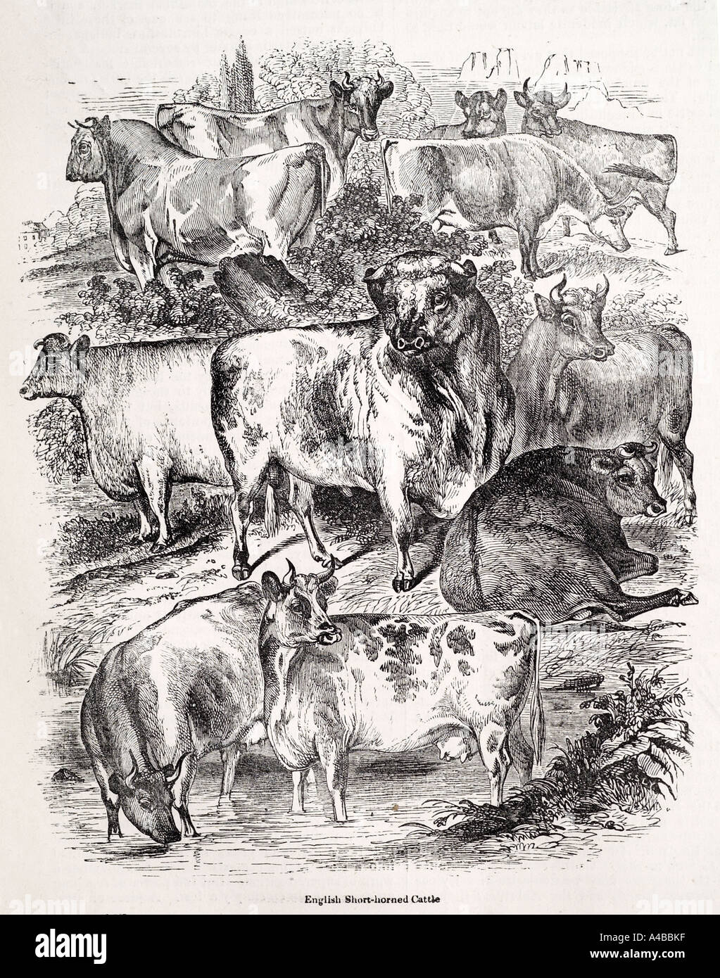 Ferme vache à cornes courtes agriculture bovins laitiers boeuf pays monde naturel Nature mammifères paissent des animaux laitiers lait zoologie bee Banque D'Images