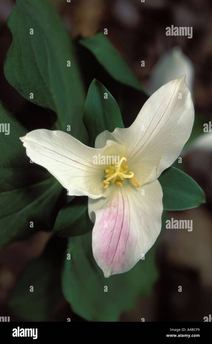 Trillium ovatum ouest service Robin Banque D'Images