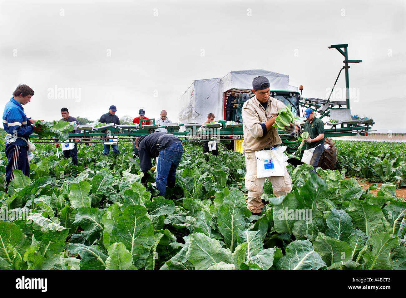 Les travailleurs d'Europe de l'est la récolte des choux-fleurs à la main dans le sud de l'Angleterre Banque D'Images