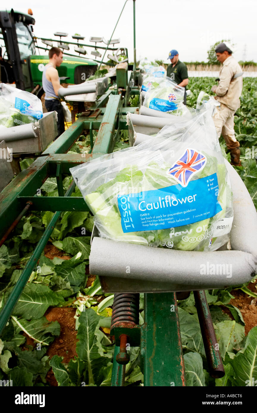 Le chou-fleur poussant dans un champ dans le sud de l'Angleterre Banque D'Images