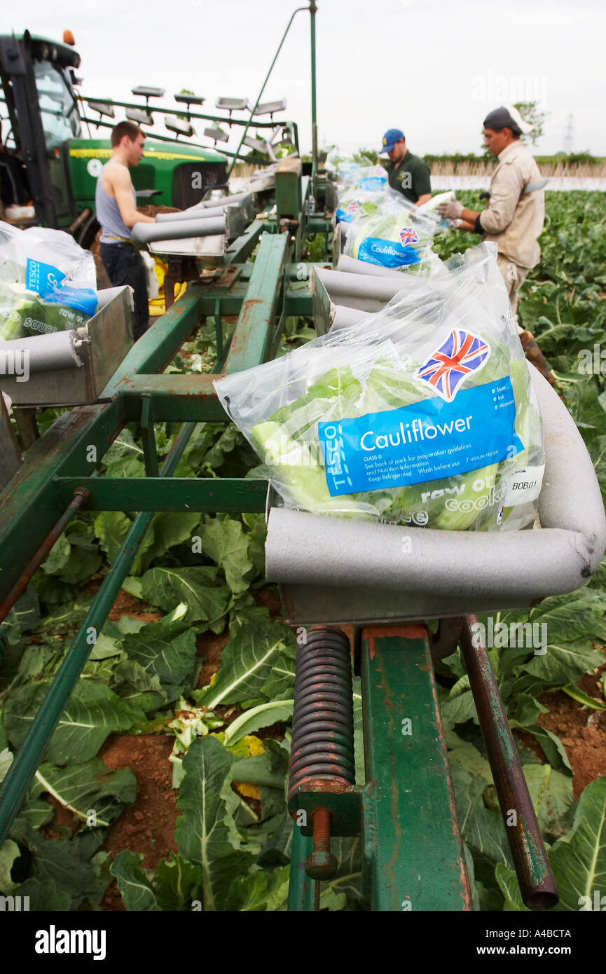 Le chou-fleur poussant dans un champ dans le sud de l'Angleterre Banque D'Images