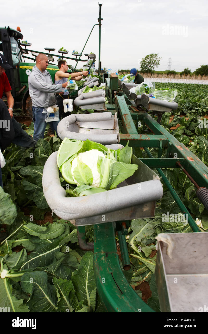Le chou-fleur poussant dans un champ dans le sud de l'Angleterre Banque D'Images