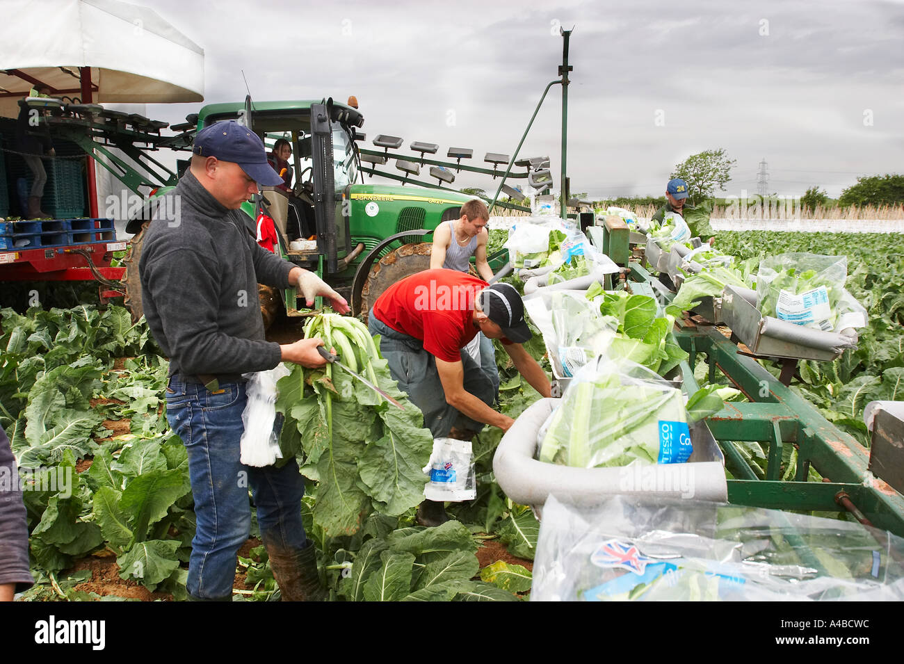 Les travailleurs d'Europe de l'est la récolte des choux-fleurs à la main dans le sud de l'Angleterre Banque D'Images