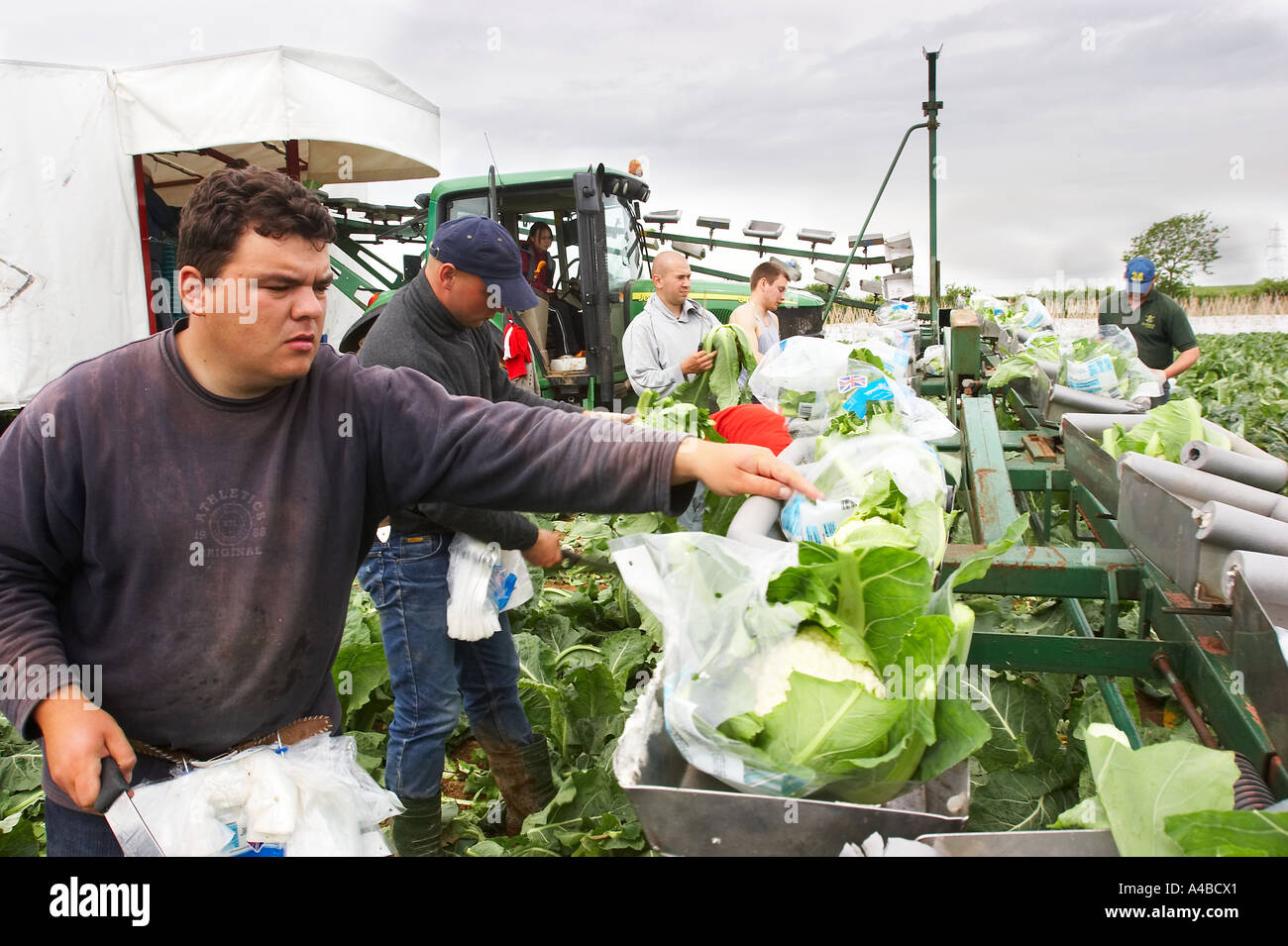 Les travailleurs d'Europe de l'est la récolte des choux-fleurs à la main dans le sud de l'Angleterre Banque D'Images