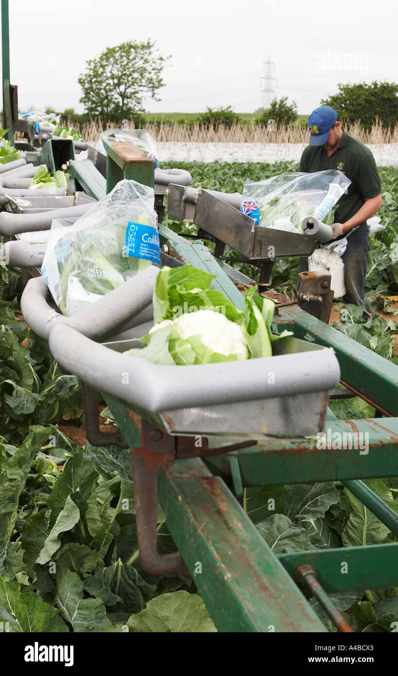 Choux-fleurs en train d'être récolté dans un champ dans le sud de l'Angleterre Banque D'Images