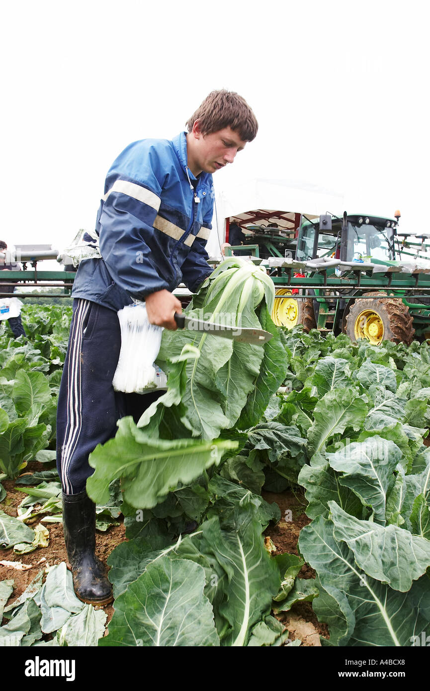 Les travailleurs d'Europe de l'est la récolte des choux-fleurs à la main dans le sud de l'Angleterre Banque D'Images