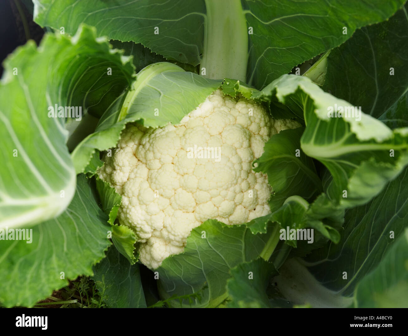 Le chou-fleur poussant dans un champ dans le sud de l'Angleterre Banque D'Images