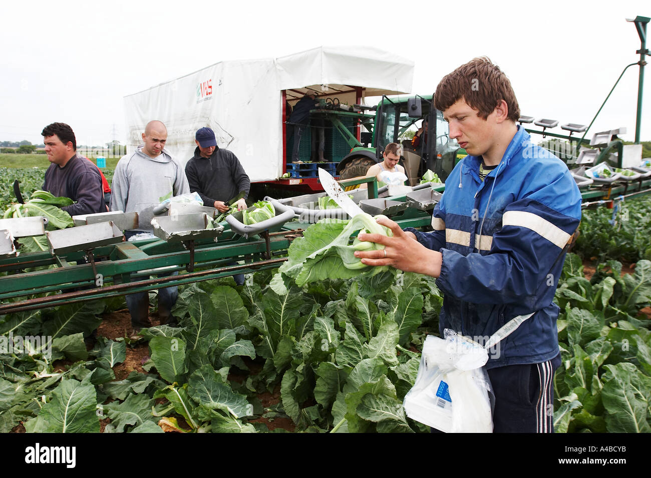Les travailleurs d'Europe de l'est la récolte des choux-fleurs à la main dans le sud de l'Angleterre Banque D'Images
