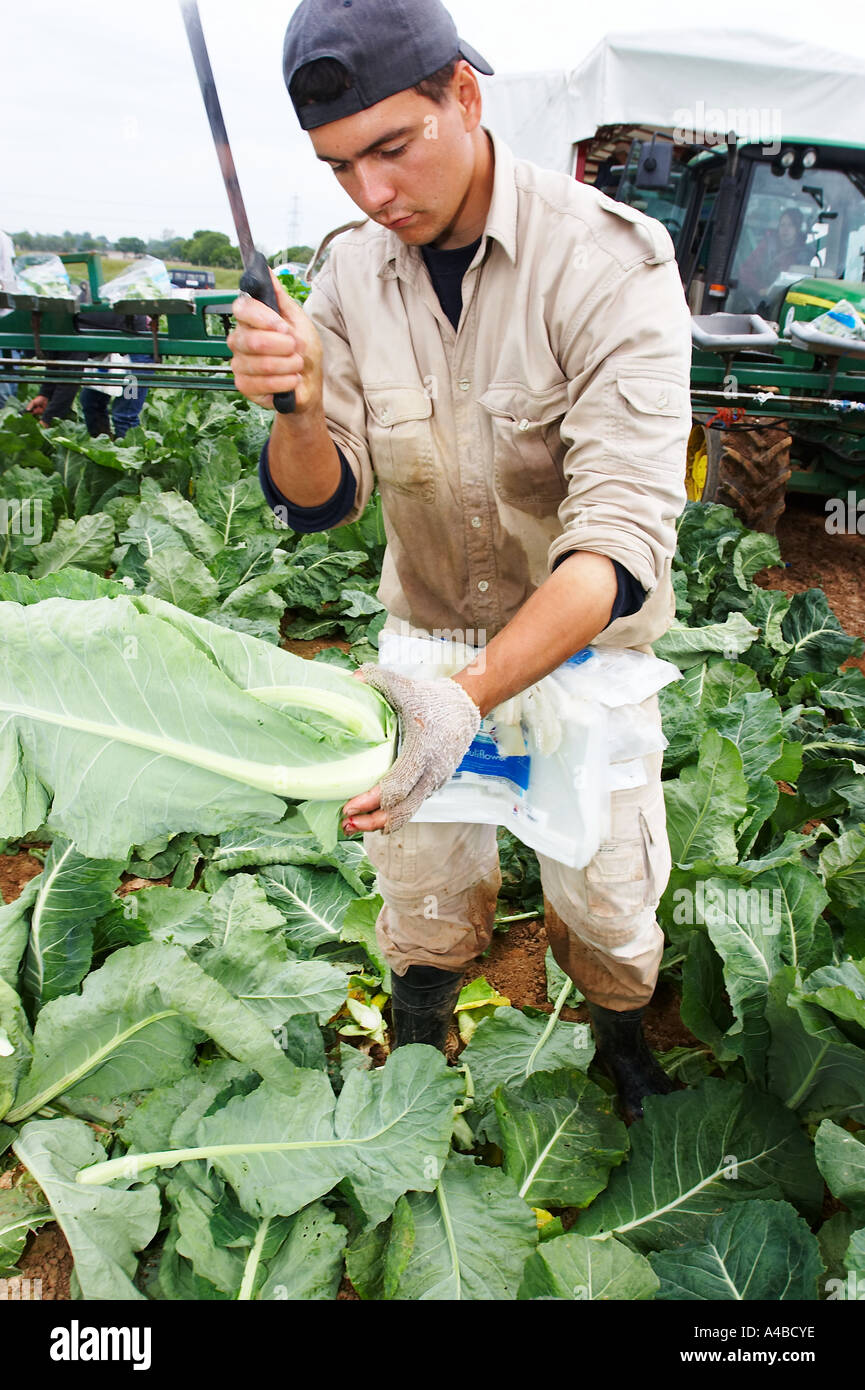 Les travailleurs d'Europe de l'est la récolte des choux-fleurs à la main dans le sud de l'Angleterre Banque D'Images
