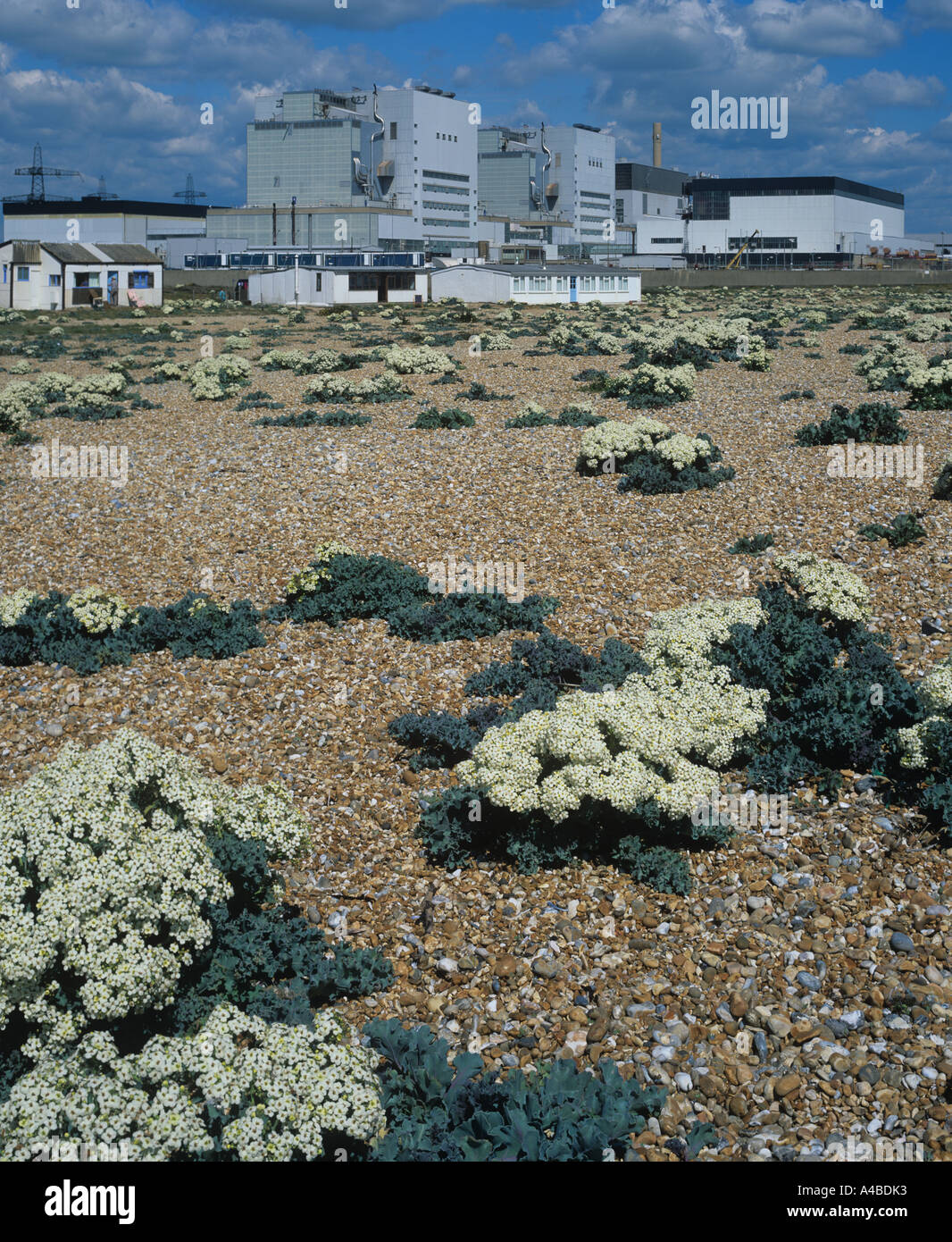 Power Station dormeur & Shingle Flora Kent Banque D'Images