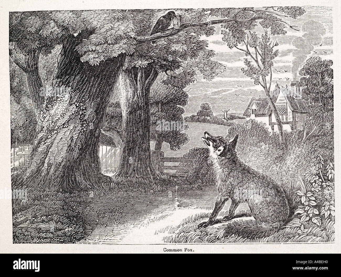 Fox Vulpes écorce pinceau timide nocturne chasse nerveux naturel Nature écologie monde extérieur animal mammifère profil côté pelage brun Banque D'Images