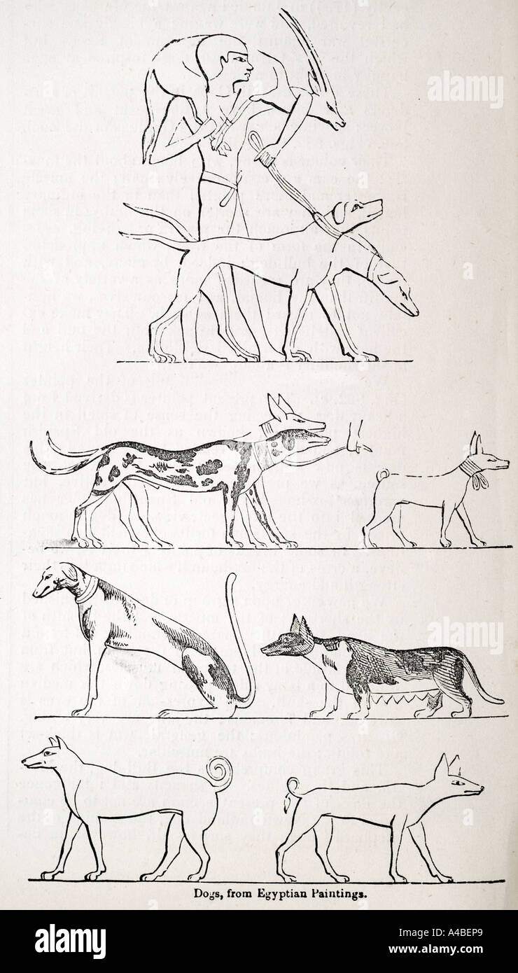Peintures égyptiennes canin Animal chien canis lupus de plein air Nature mammifères monde naturel fourrure race strong hunt chasseur profil féroce Banque D'Images