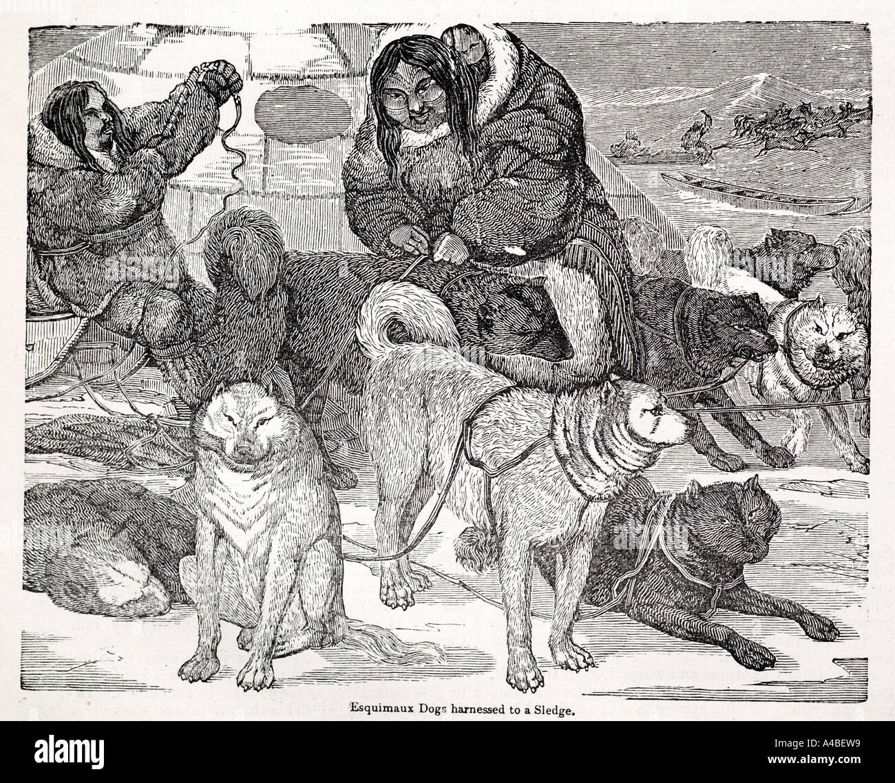 Chien husky inuits esquimaux transport voyage arctique glace neige gel polaire fourrure froid congelés travail canin Banque D'Images