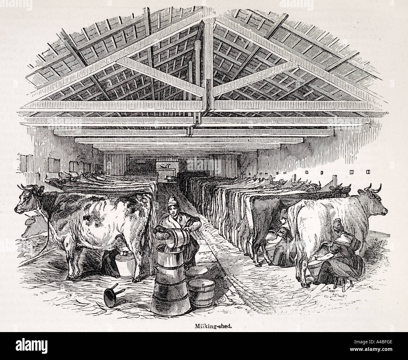 Remise de traite de ménage agricole main godet stall barn sous couvert à l'intérieur de beurre de baratte lait de vache de foin Banque D'Images