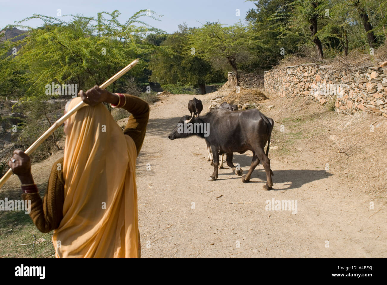 Image d'une femme du Rajasthan dans un élevage de sari un buffle le long d'un chemin de village en Inde Banque D'Images