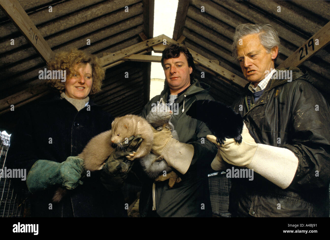 L'élevage du vison Angleterre : Un agriculteur de vison avec deux assistants en portant des gants protecteurs détient des visons avec noir argent et manteaux marron Banque D'Images