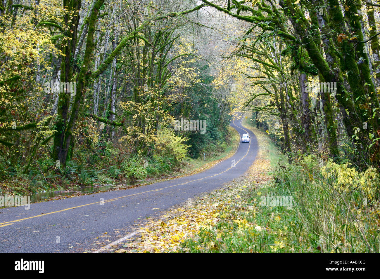 39 029,09478 voiture blanche sur une autoroute Back-Road tordre sous un couvert forestier de l'automne. Banque D'Images