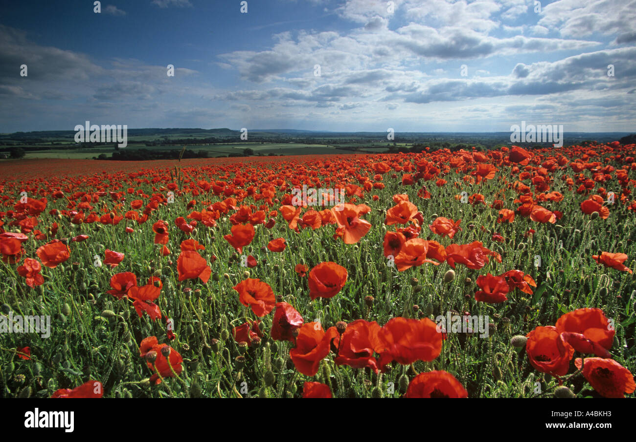 Coquelicot Papaver rhoeas Chilterns Juillet Bucks Banque D'Images