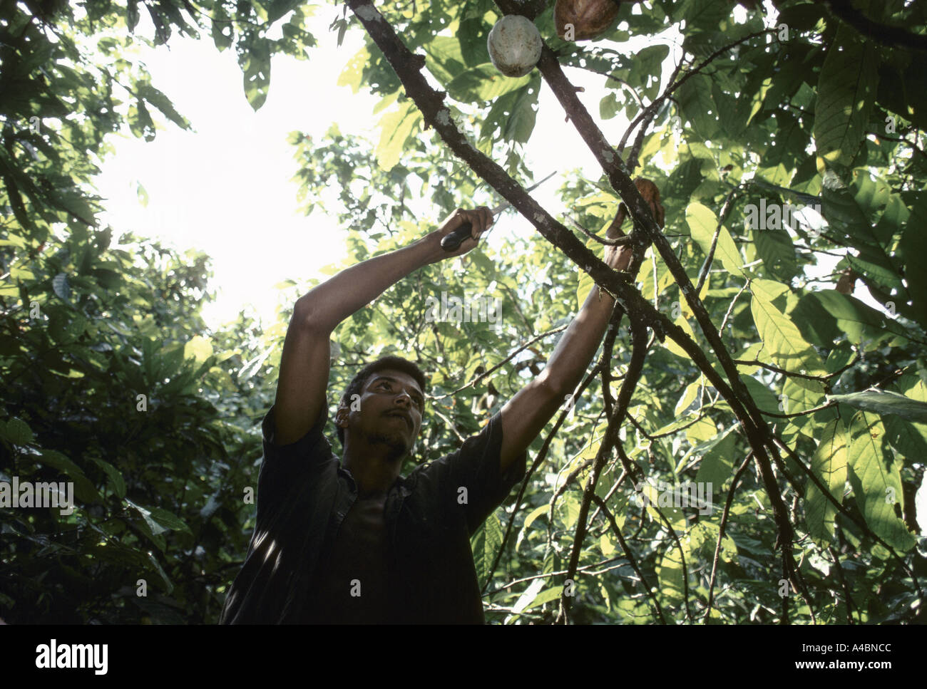 Les travailleurs sur une plantation de cacao à Bahia utiliser des lames à long manche pour couper les cabosses de cacao des arbres. Banque D'Images