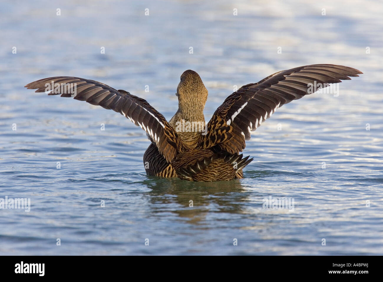 Avec les ailes déployées d'eider Banque D'Images