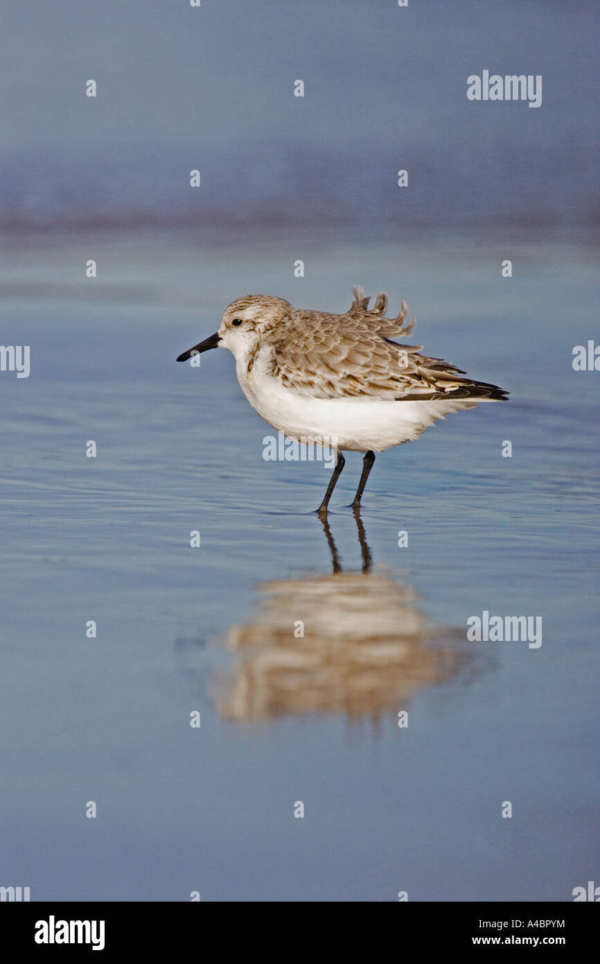 Sanderling sur la plage au Donna Nook, Lincolnshire Banque D'Images