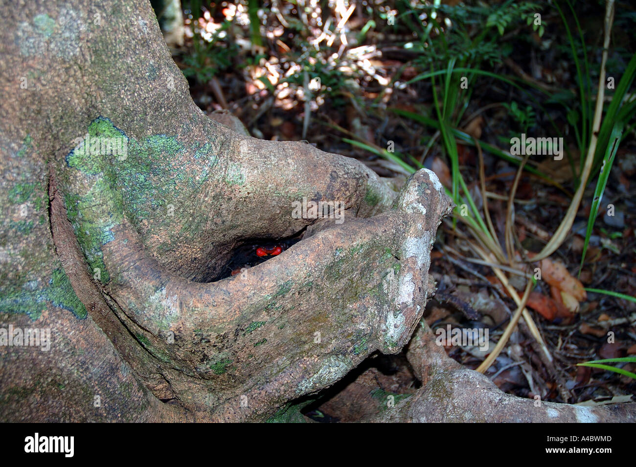 Crabe rouge dans le trou du tronc de l'arbre dans de rares forêts littorales environnement Parc National de la péninsule de Masoala Madagascar Banque D'Images