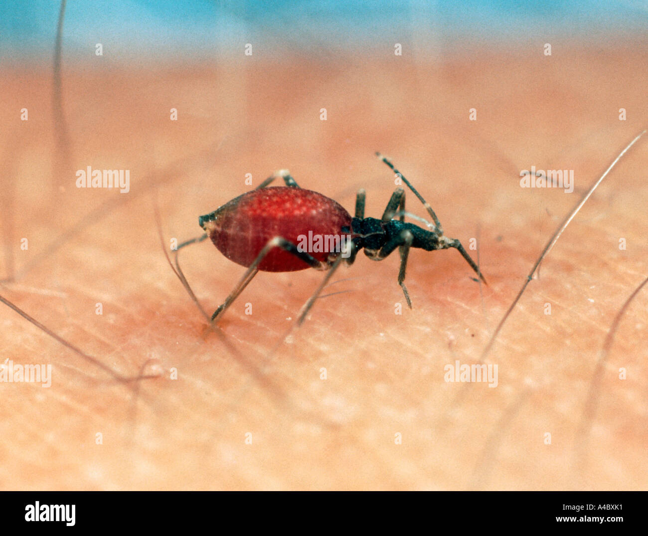 Suceurs de sang Rhodnius prolixus bug nymphe un vecteur de la maladie de Chagas Banque D'Images