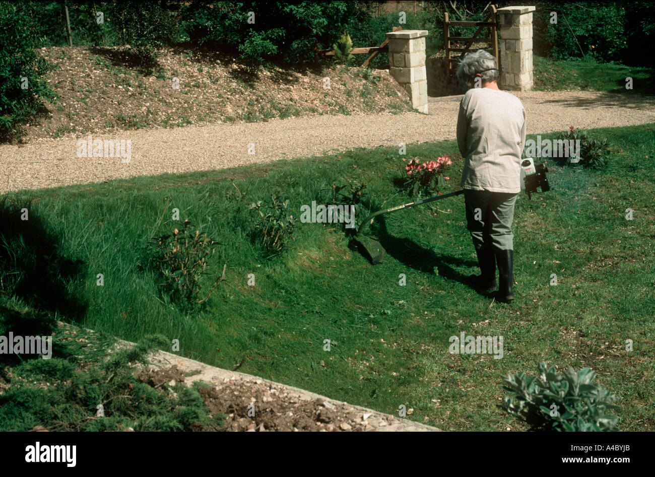 Femme strimming bords de pelouse dans le jardin Banque D'Images