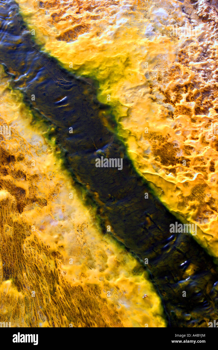 Tapis de bactéries, Old Faithful Geyser, le parc national de Yellowstone, Wyoming Banque D'Images