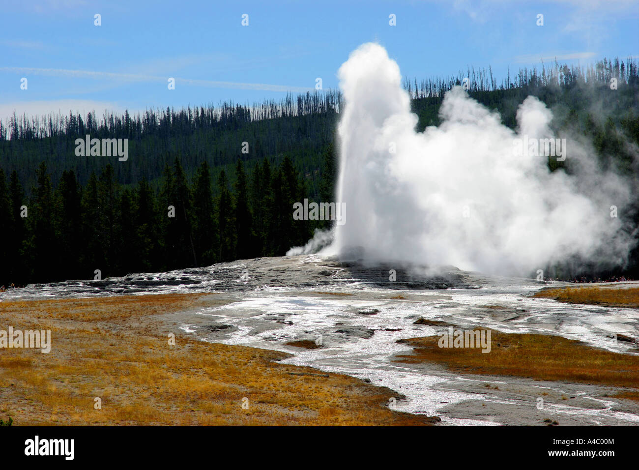 Old Faithful Geyser, le parc national de Yellowstone, Wyoming Banque D'Images
