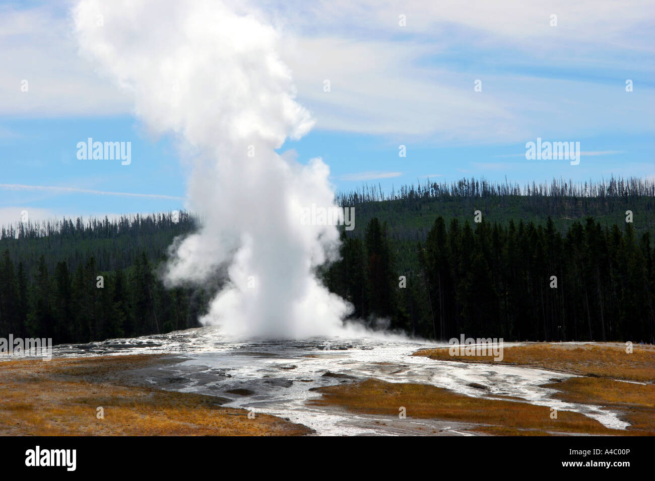 Old Faithful Geyser, le parc national de Yellowstone, Wyoming Banque D'Images