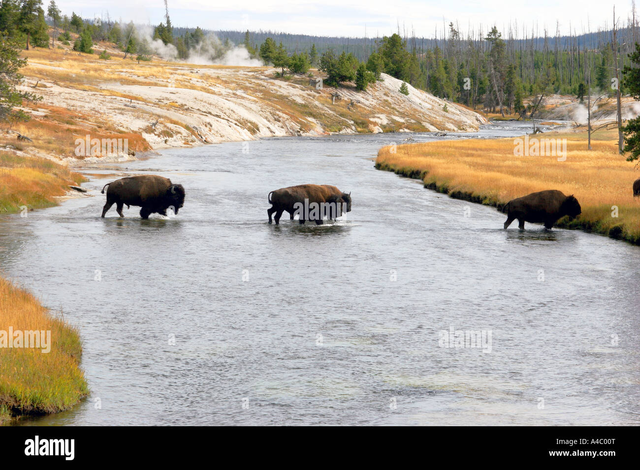 Traverser la rivière firehole bison, le parc national de Yellowstone, Wyoming Banque D'Images