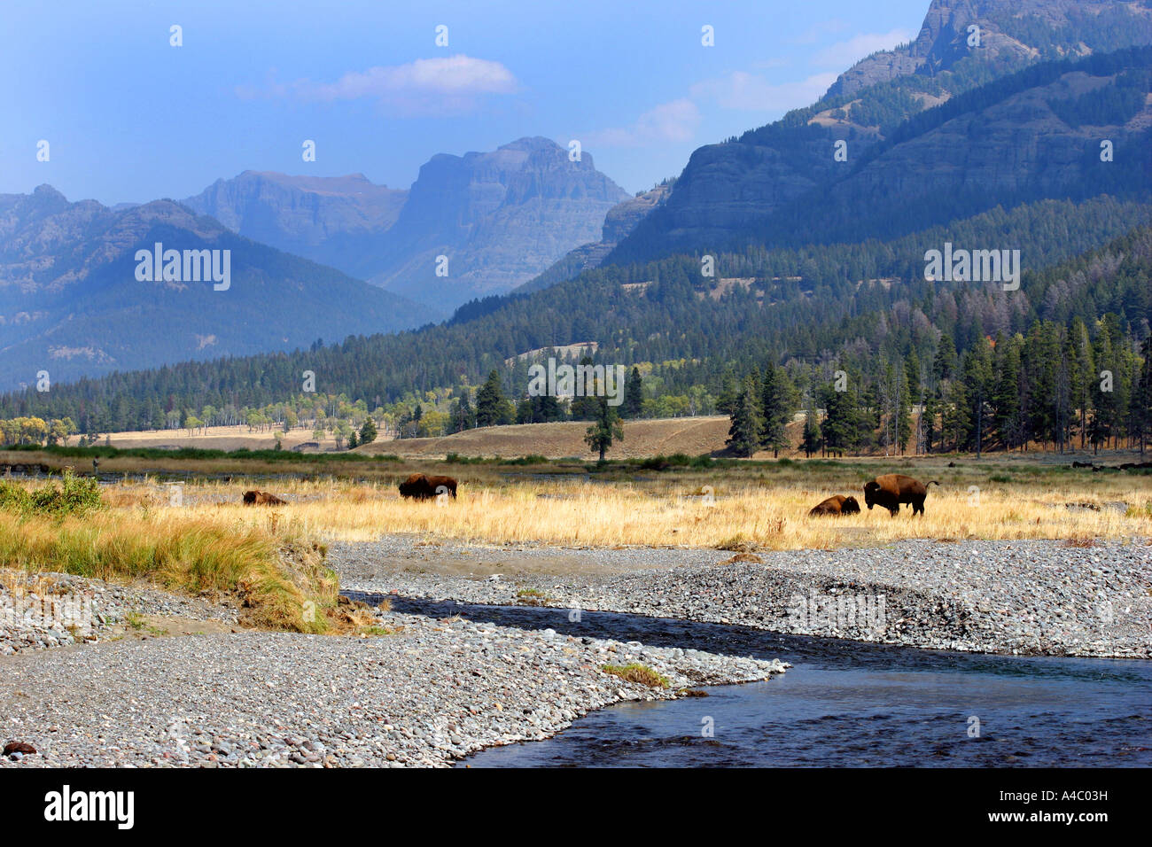 Bison à la vallée de Lamar, Yellowstone National Park, Wyoming Banque D'Images