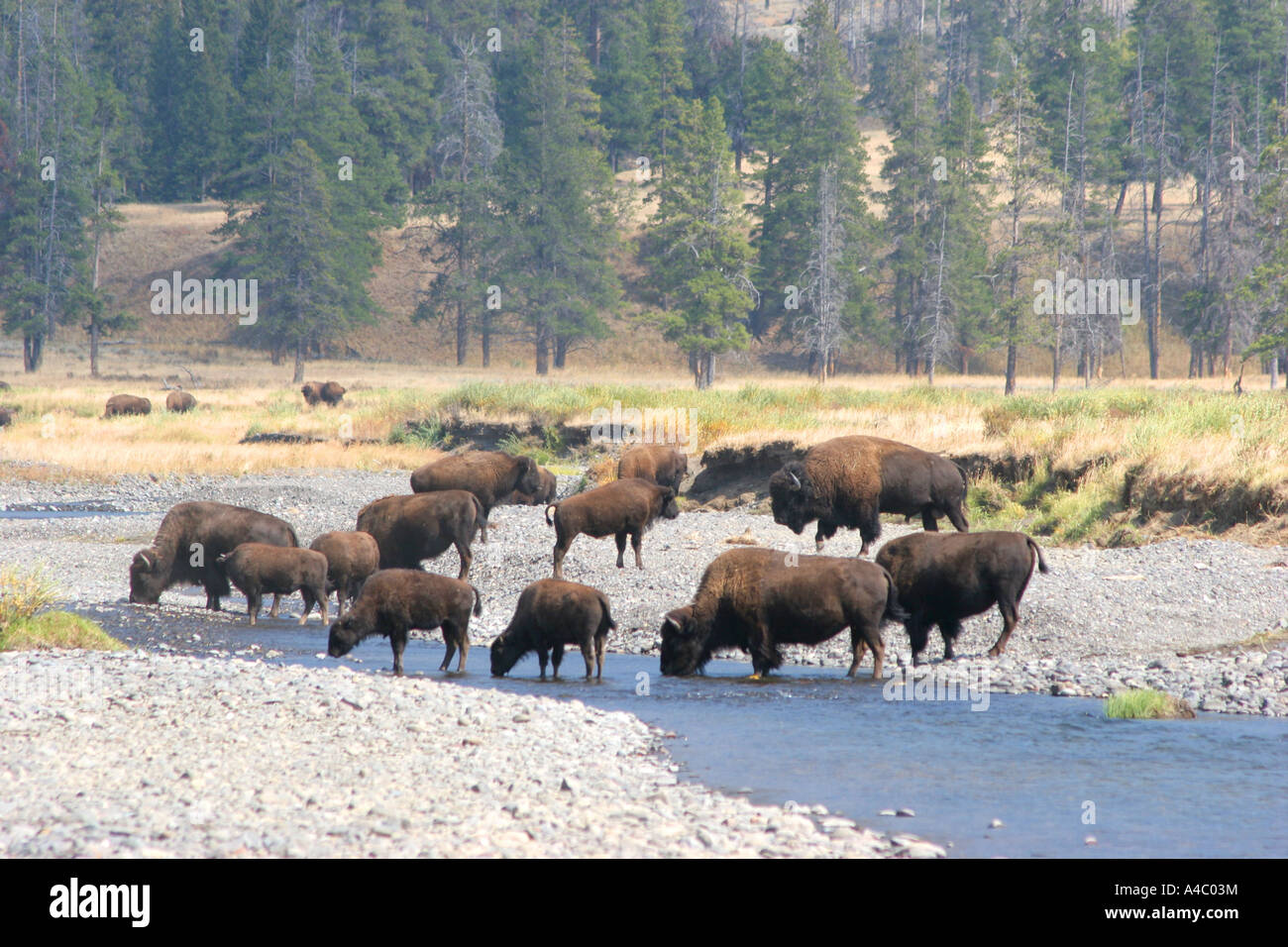 Bison à la vallée de Lamar, Yellowstone National Park, Wyoming Banque D'Images