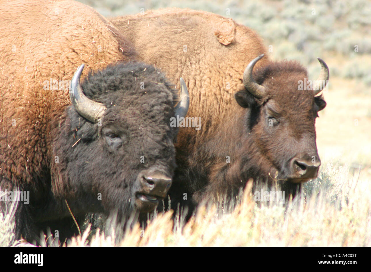 Bison à la vallée de Lamar, Yellowstone National Park, Wyoming Banque D'Images