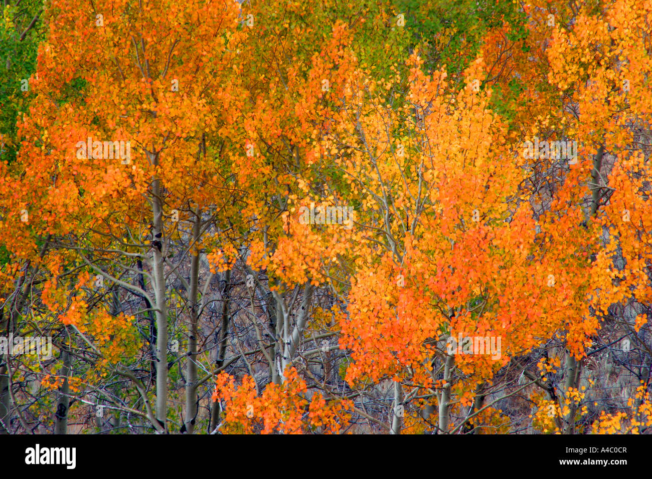 Couleurs d'automne, la forêt nationale de Custer, Montana Banque D'Images