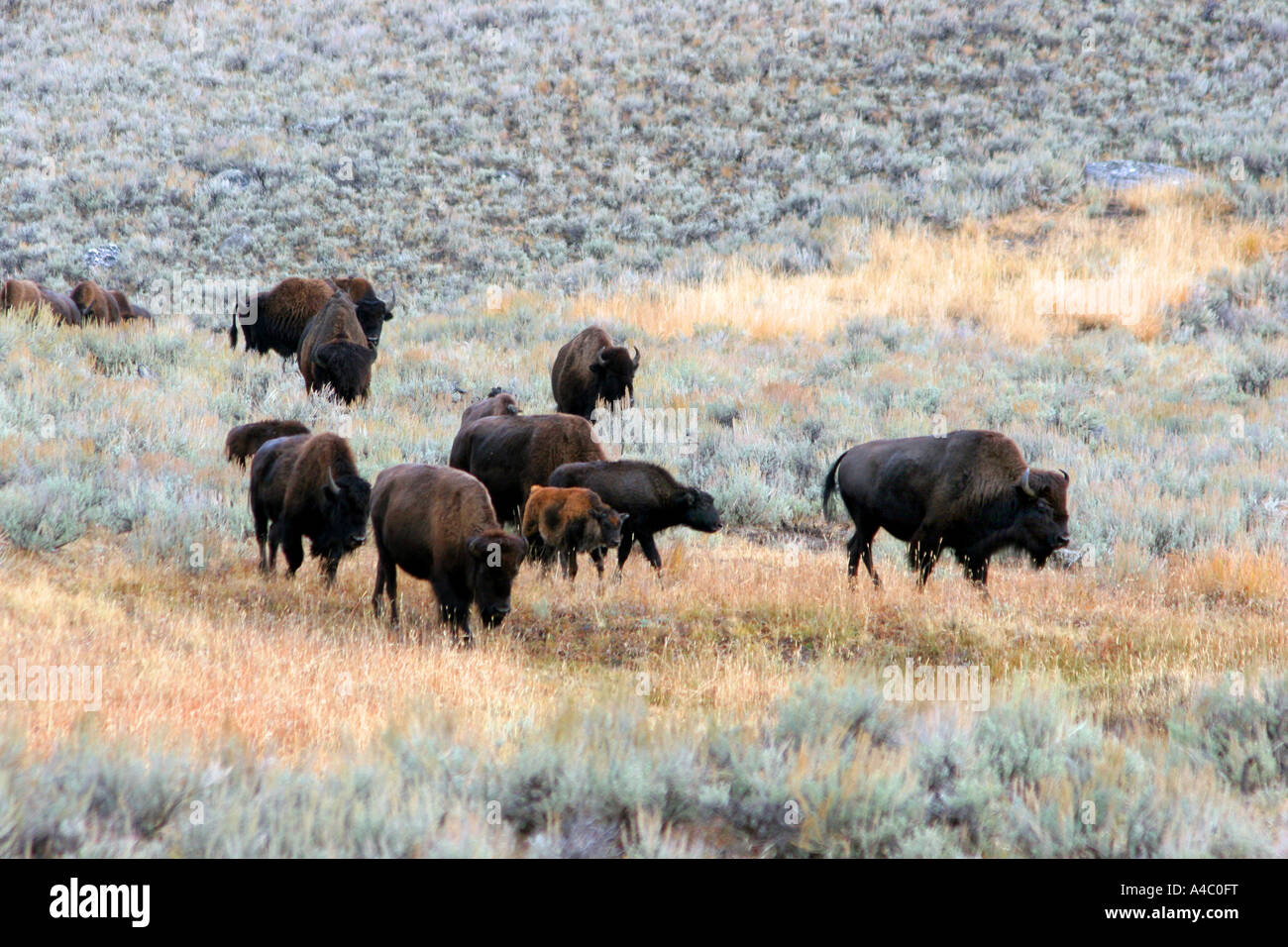 Le bison, Lamar valley, le parc national de Yellowstone, Wyoming Banque D'Images