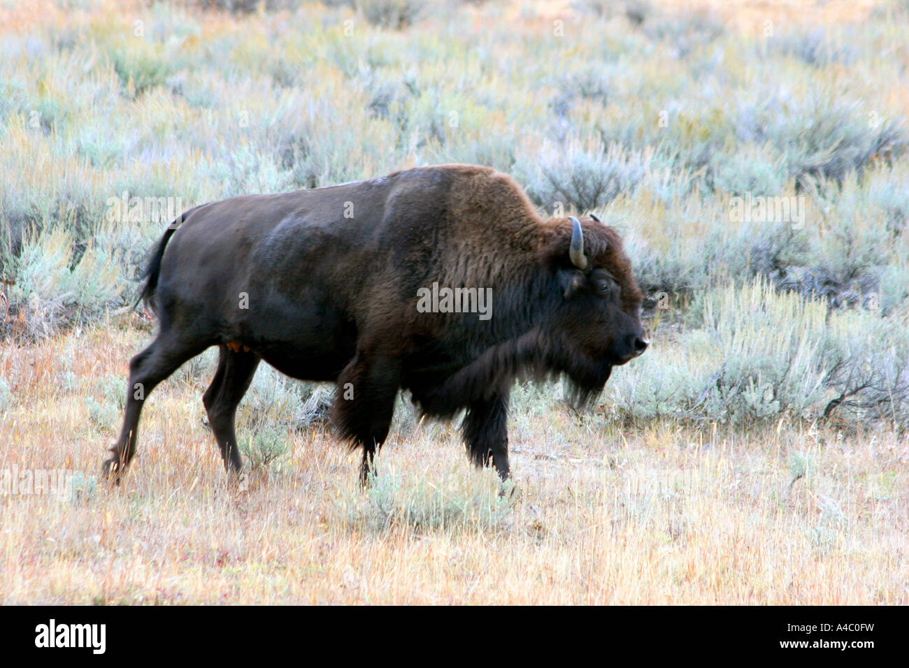 Le bison, Lamar valley, le parc national de Yellowstone, Wyoming Banque D'Images