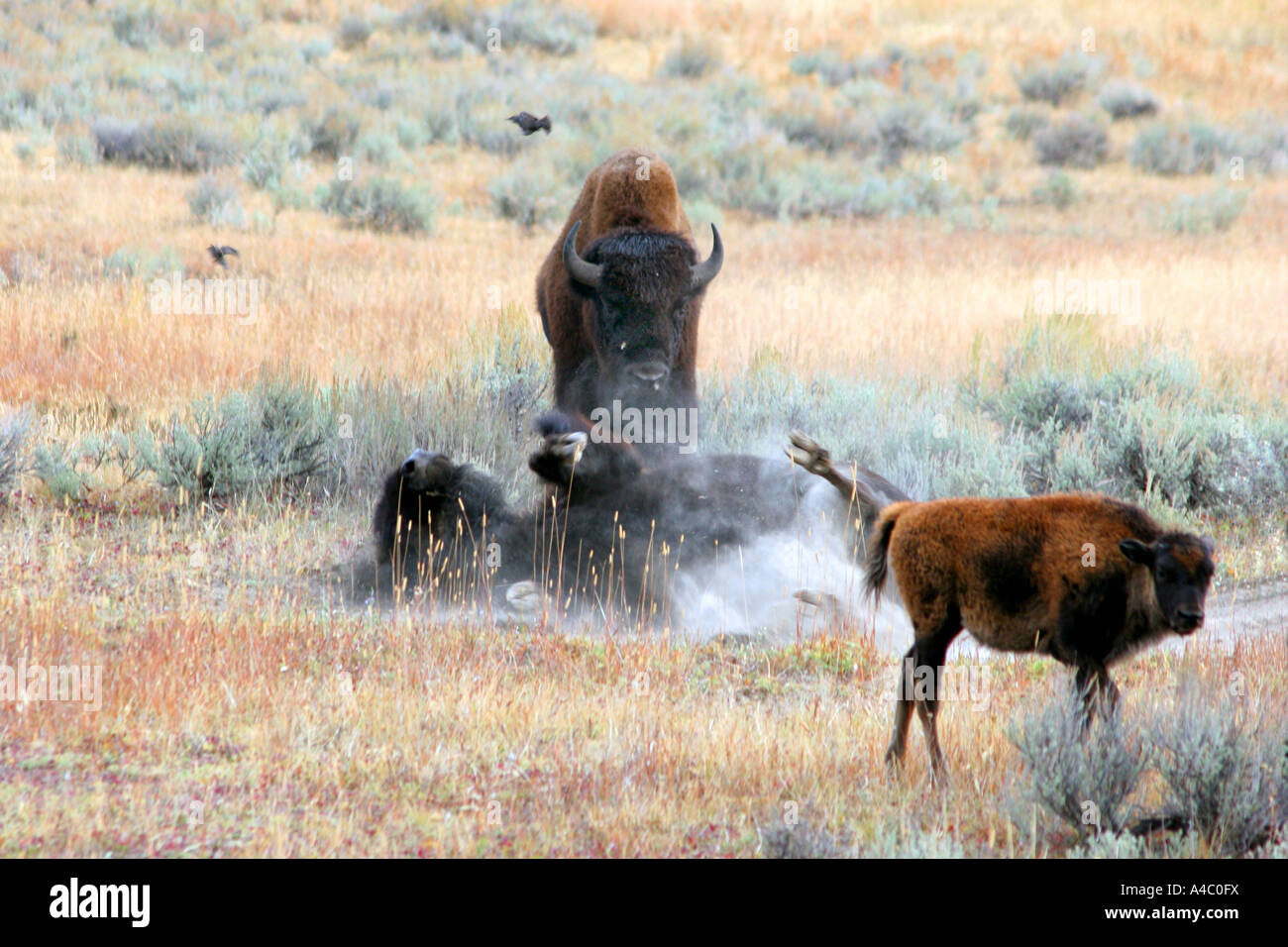 Prendre un bain de poussière de bison, Lamar valley, le parc national de Yellowstone, Wyoming Banque D'Images