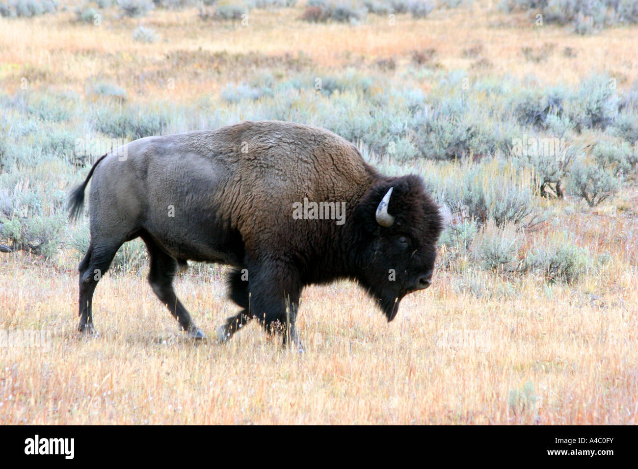 Le bison, Lamar valley, le parc national de Yellowstone, Wyoming Banque D'Images