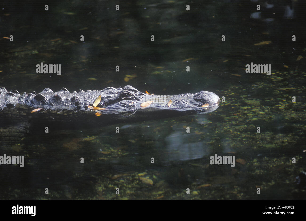 Alligator, Florida, USA Banque D'Images