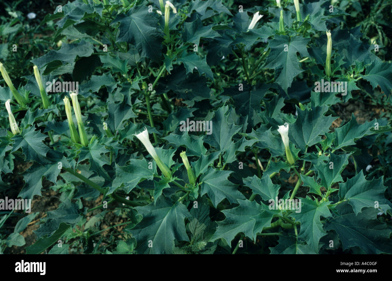 Thorn Datura stramonium Apple en fleur Banque D'Images